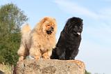 CHOW CHOW 003